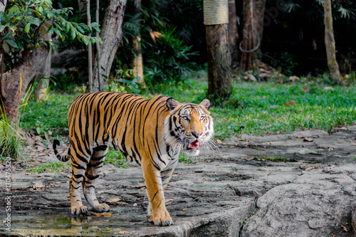 Bengal Tiger