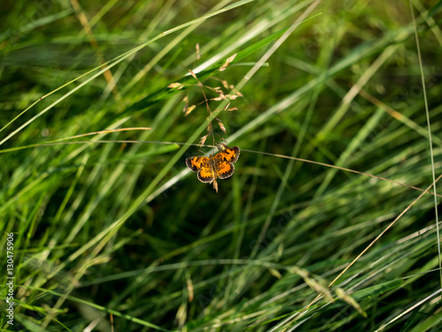 Tawny Crescent (Phyciodes batesii) butterfly on grass in the summer sun