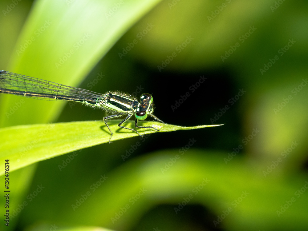 Damselfly on leaf blade in summer