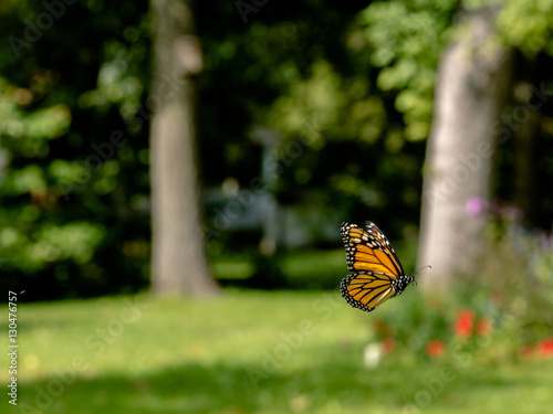 Monarch (Danaus plexippus) flying around cosmos flowers in summer