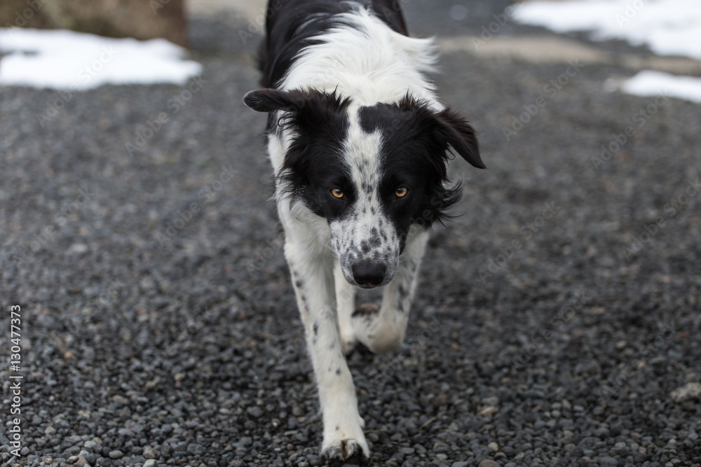 Fototapeta premium Frontal view of dog (border collie) walking on gravel looking in