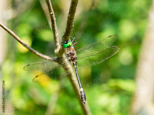 Swift River Cruiser (Macromia illinoiensis) dragonfly in branch © Harold