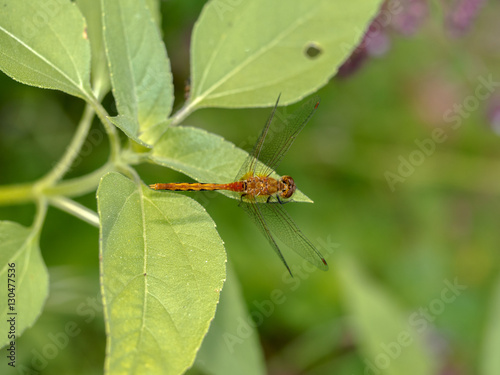 Ruby Meadowhawk (Sympetrum Rubicundulum) resting on leaf in summer photo