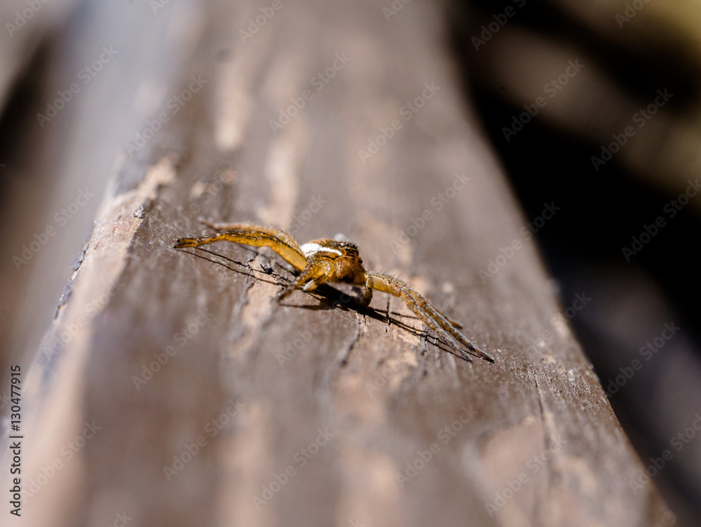 Six-spotted Fishing Spider (Dolomedes triton) on post Six-spotted Fishing Spider (Dolomedes triton) on post