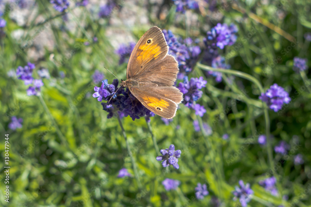 Obraz premium Small heath (Coenonympha pamphilus) drinking lavender nectar in Sweden