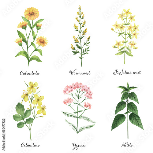 Watercolor hand painted vector set with medical herbs and plants.