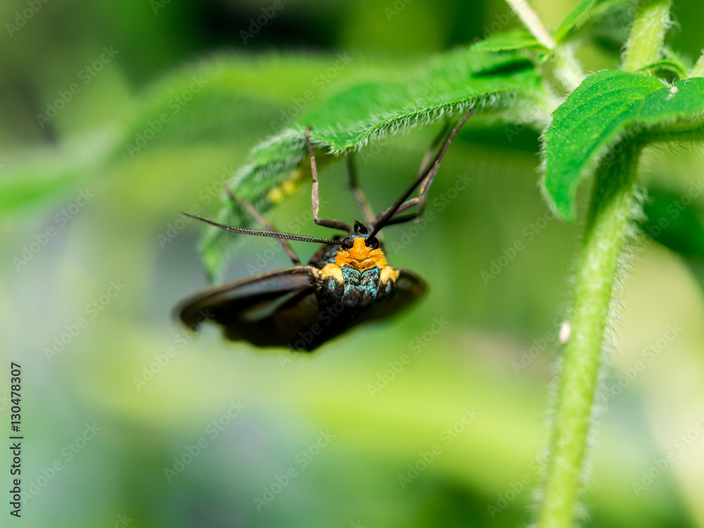 Virginia Ctenucha moth laying eggs on leaf Virginia Ctenucha moth laying eggs on leaf