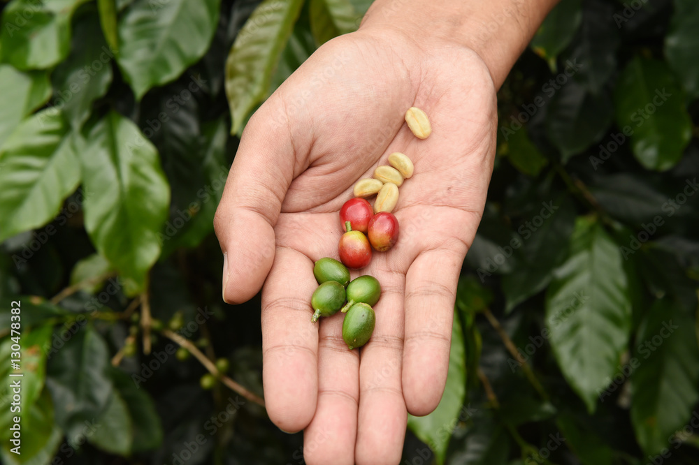 Fresh coffee bean on hand Fresh coffee bean on hand