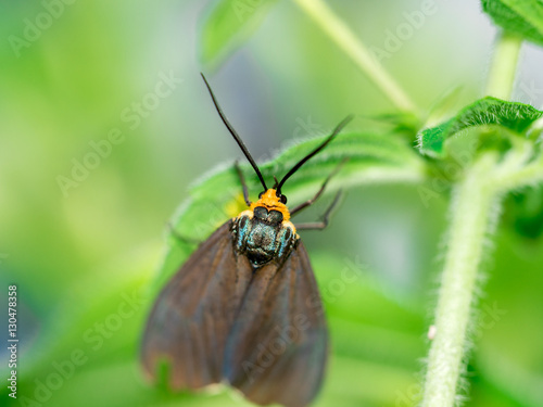 Virginia Ctenucha moth laying eggs on leaf