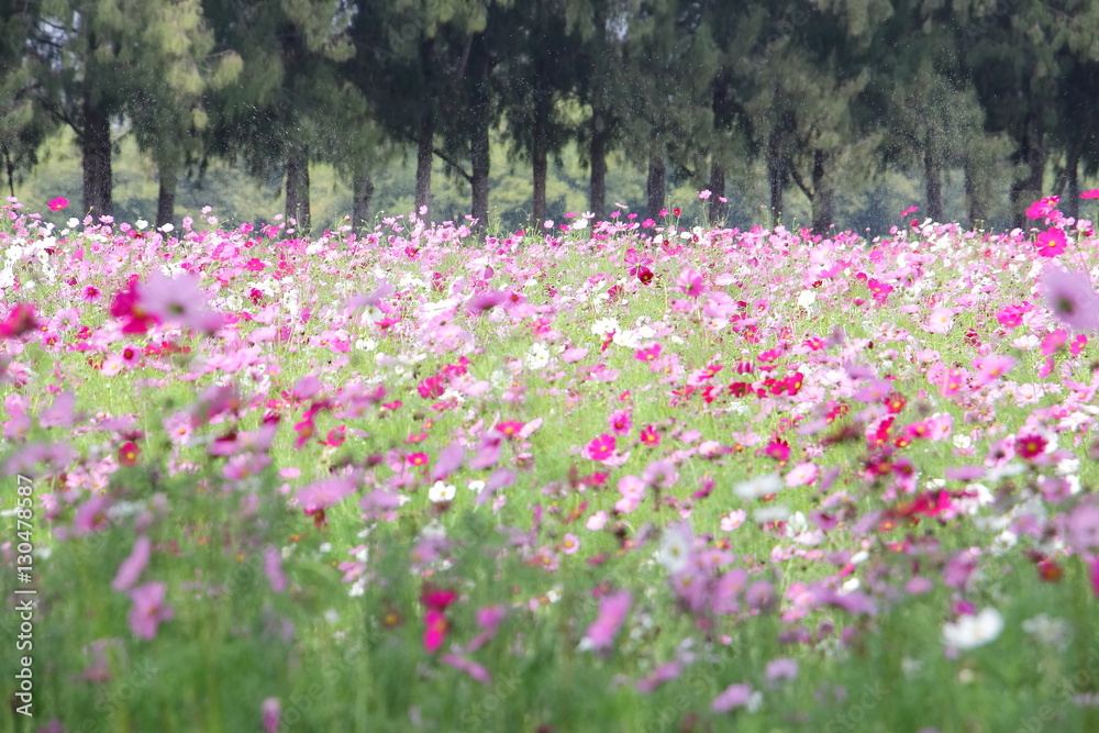 Beautiful pink cosmos field with water sprinkler and pine trees background at Jim Thompson Farm, Thailand. Beautiful pink cosmos field with water sprinkler and pine trees background at Jim Thompson Farm, Thailand.