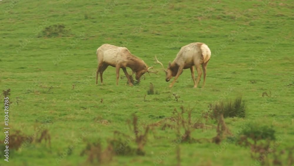 2 young male elk push each other around testing the strength 2 young male elk push each other around testing the strength