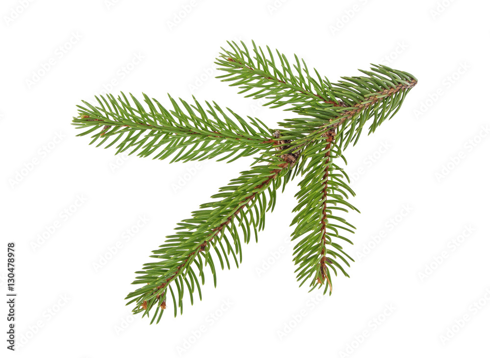 Naklejka premium Fir tree branch isolated on a white background