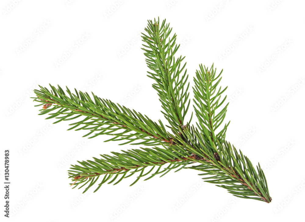 Fir tree branch isolated on a white background Fir tree branch isolated on a white background