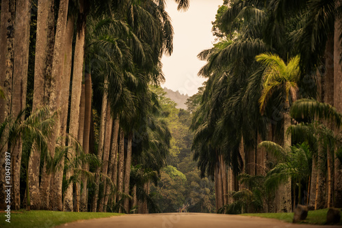 Sri Lanka  alley of palms in Royal  Botanic  Gardens  Peradeniya  Kandis  