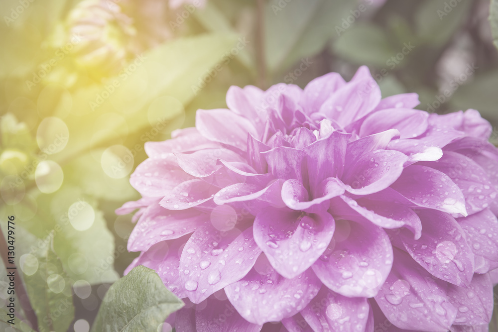 Fototapeta premium pink dahlia in garden