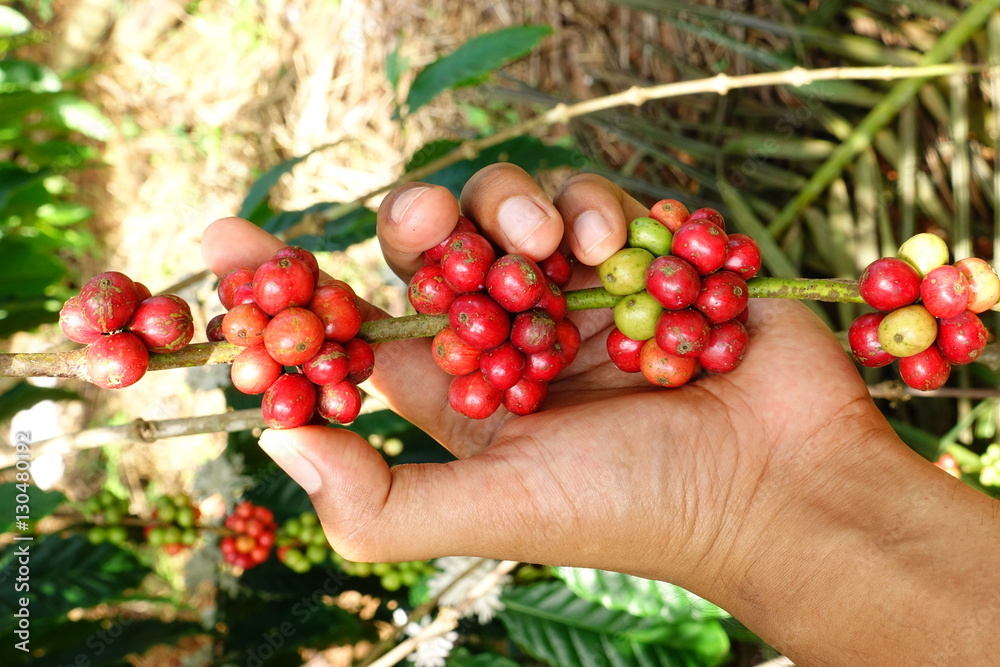 Coffee beans ripening on a tree. Coffee beans ripening on a tree.