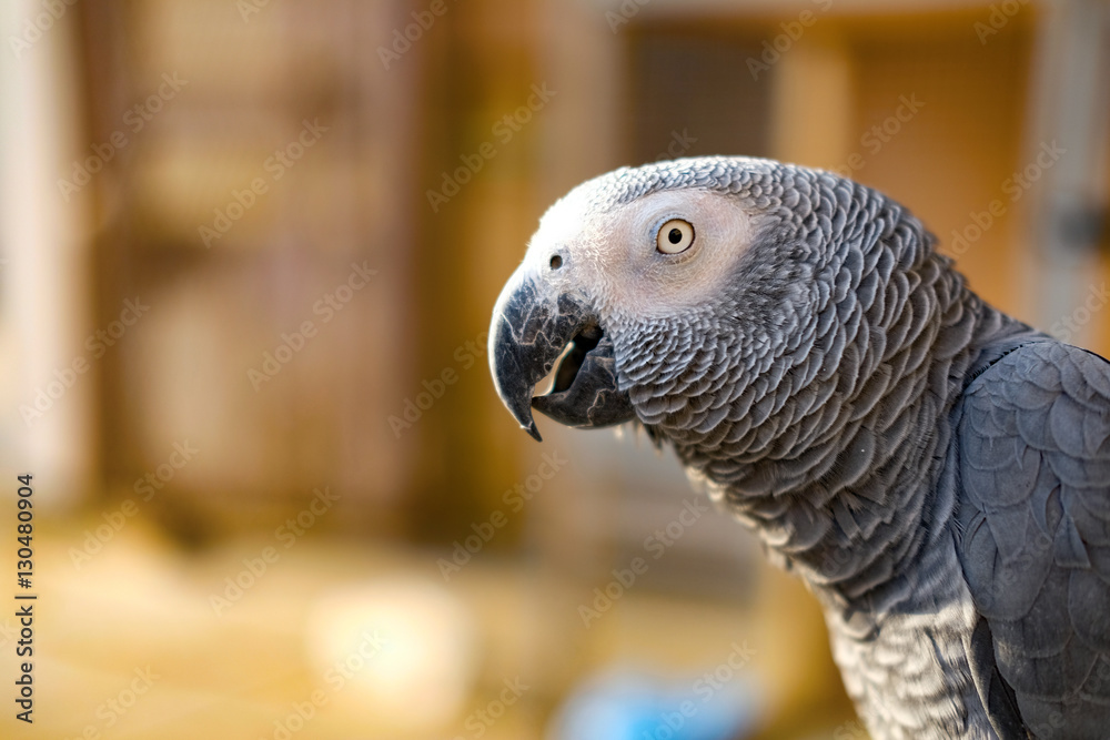psittacus psittacus