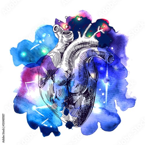 sketch of human heart