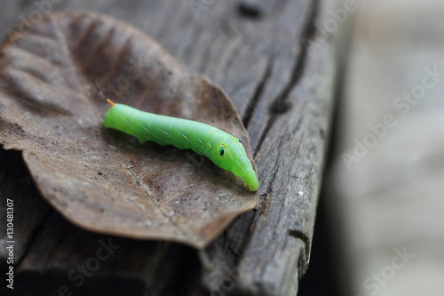 green caterpillar on leaf