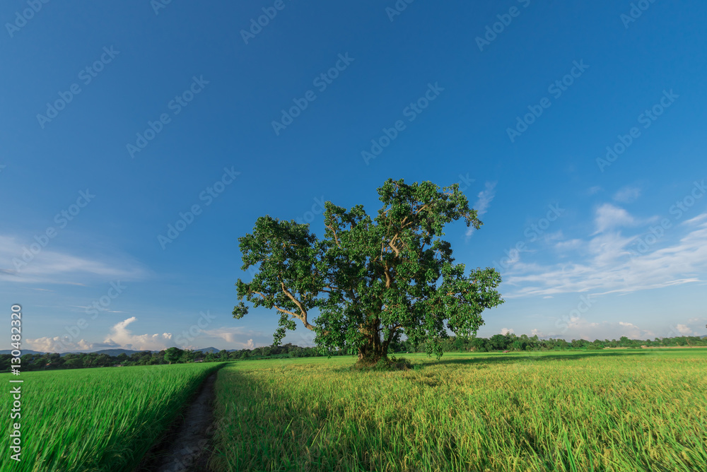 cornfield cornfield