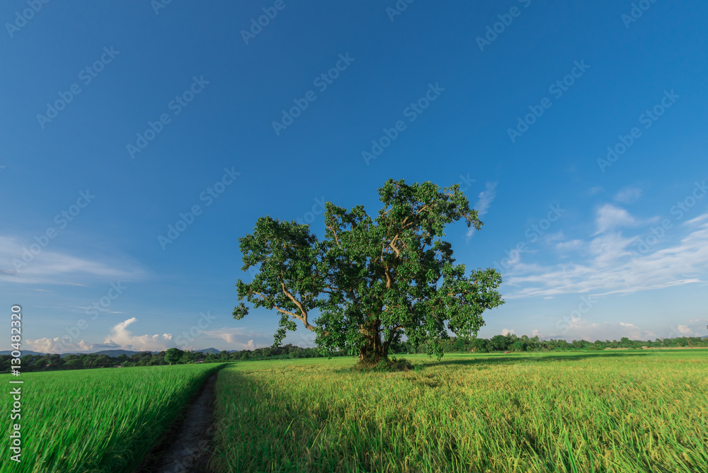 cornfield