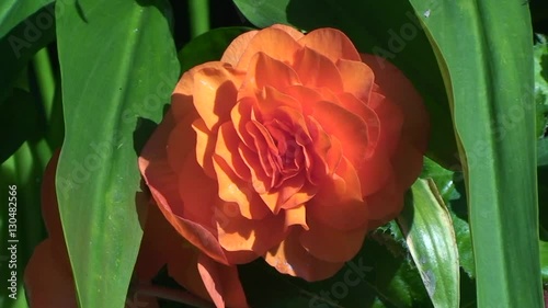 Die orange Blüte einer Begonie wird von im Wind schaukelnden grünen Blättern beschützt (Nahaufnahme) photo