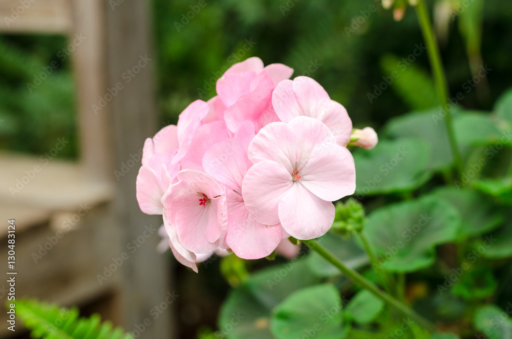 Fototapeta premium Clousup of pink geranium flowers
