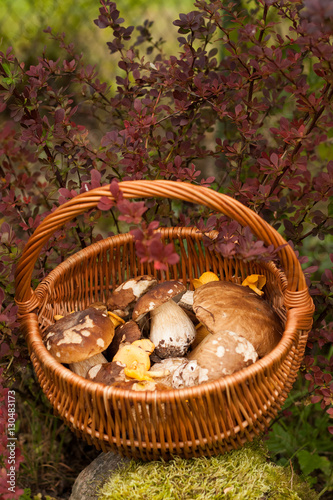 Wicker Basket With Forest Edible Mushrooms