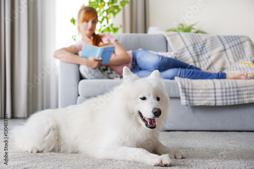 Samoyed dog and relaxing gi...
