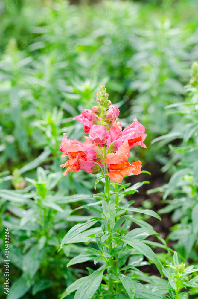 Snapdragon flower in garden Snapdragon flower in garden
