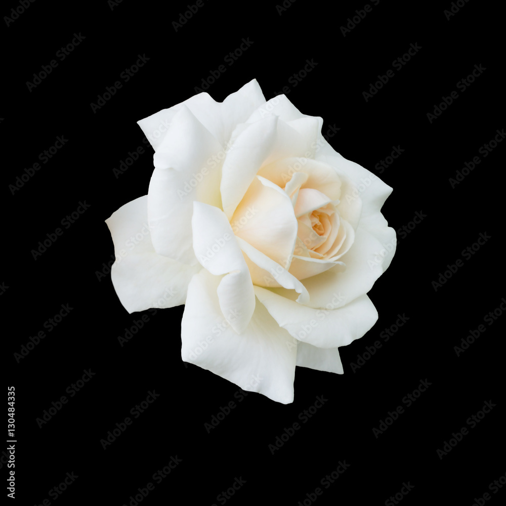 Fototapeta premium piękna biała róża