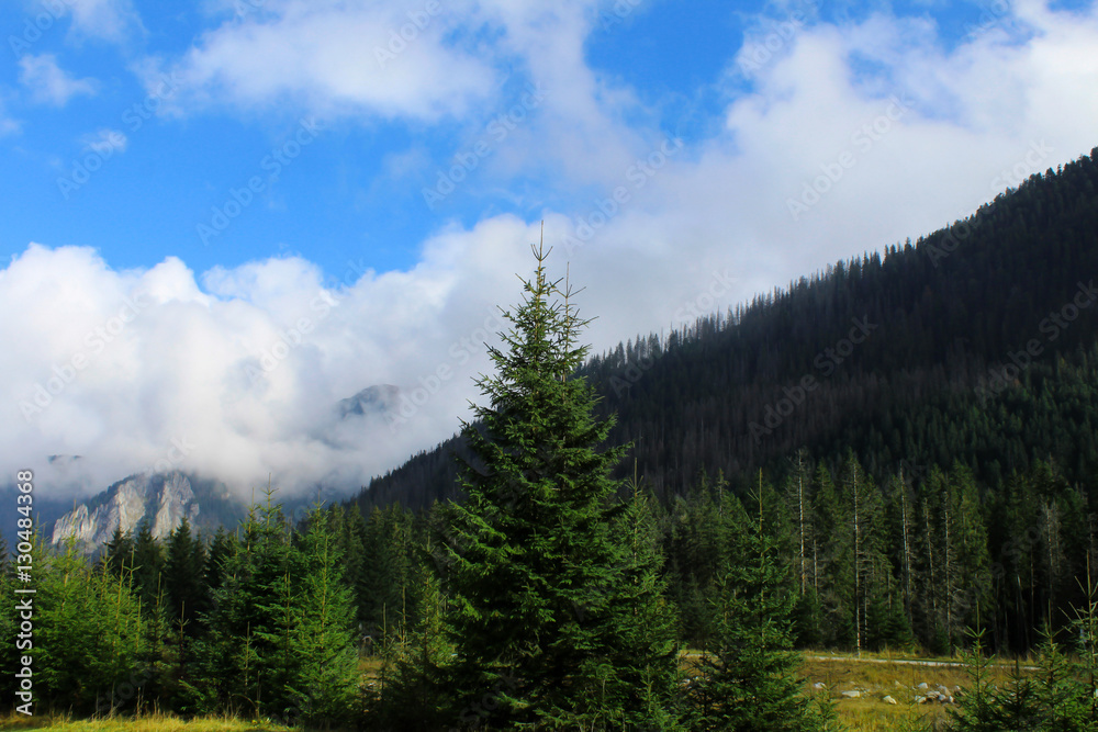 Beautiful mountain landscape. Spruce forest in the mountains.