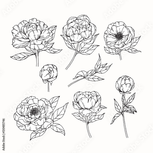 Hand drawing flowers. Peony flower vector illustration and clip art on white backgrounds.
