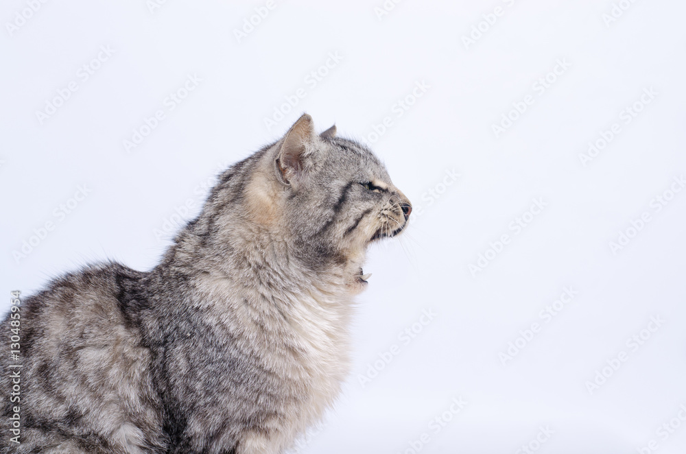 a large gray cat yawning with open mouth close up on a light background