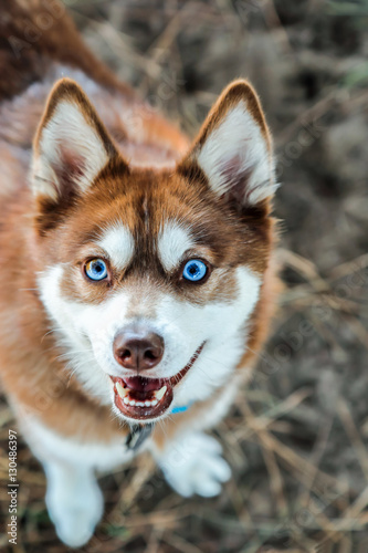 Alaskan Klee Kai