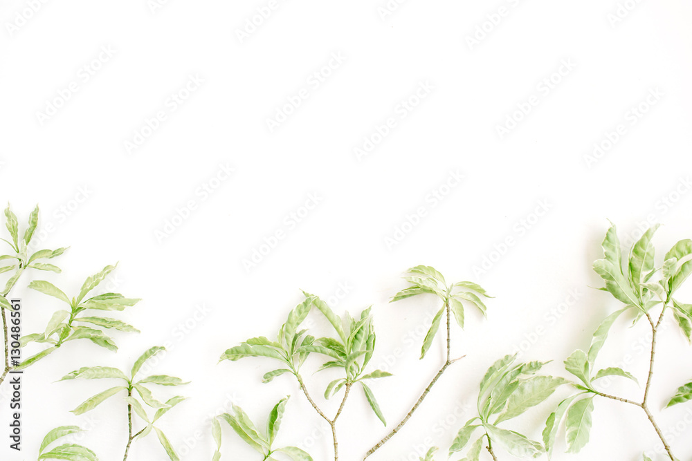 green leaf pattern on white background. flat lay header green leaf pattern on white background. flat lay header