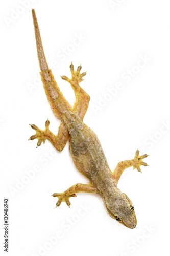 A house lizard isolated on white background