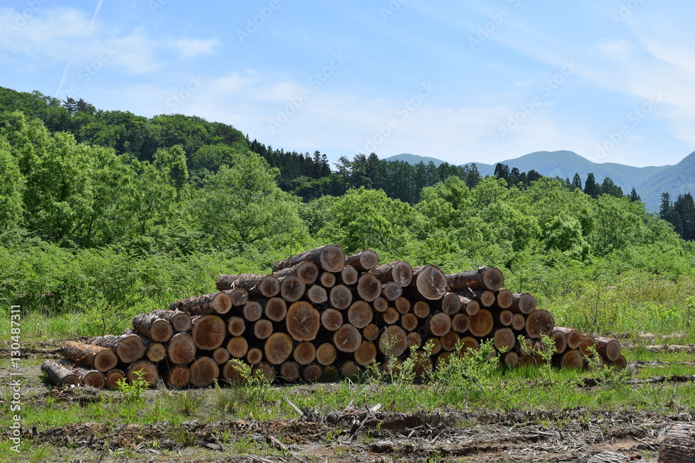 伐採直後に積まれた杉の丸太