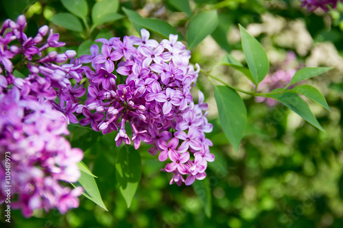 A branch of purple lilac.