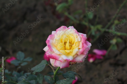 rose