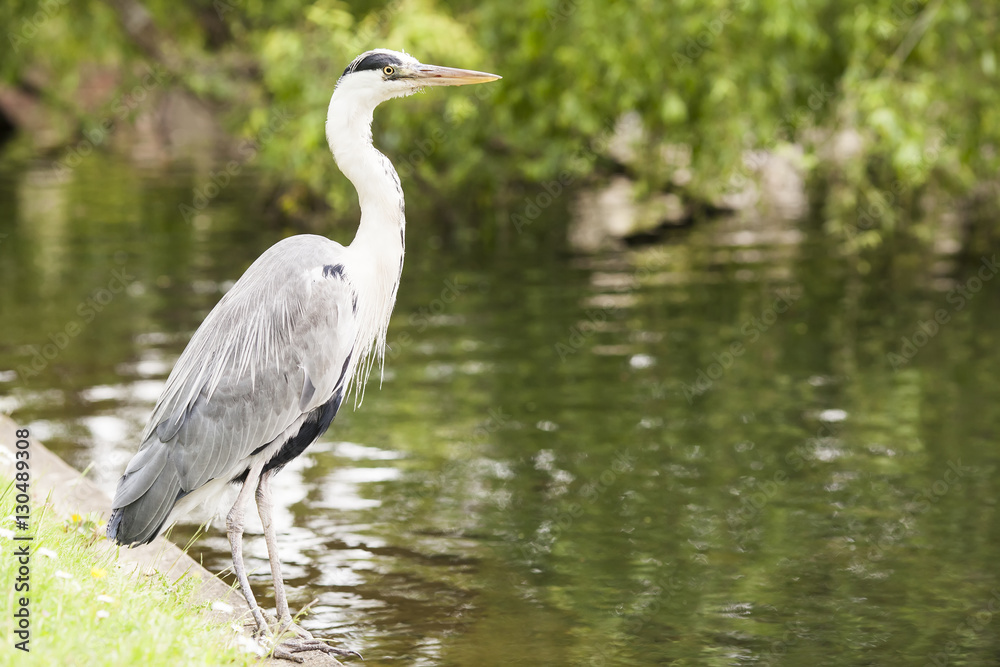 Image of Grey heron Ardea cinerea near lake in London park in summer. Selective focus Image of Grey heron Ardea cinerea near lake in London park in summer. Selective focus