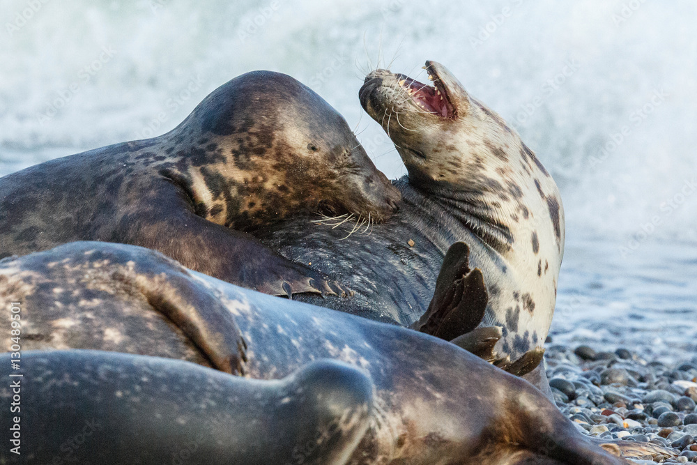 Obraz premium seals fight in the water on dune island near helgoland, wild ocean, marine wildlife, germany, helgoland and dune, a lot of seals, new life comes