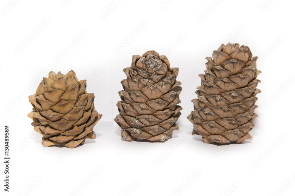 Pine lump full of nuts photographed on a white background. Pine lump full of nuts photographed on a white background.