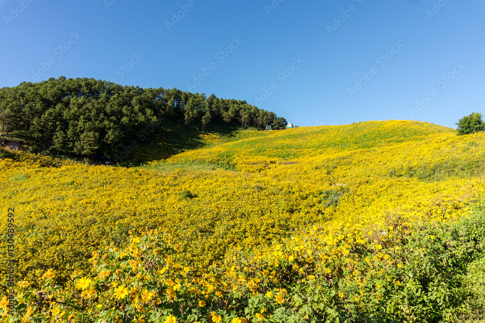 The hill of Mexican sunflower or Tung Bua Tong in Thai language at Mae Hong Son Thailand with blue sky