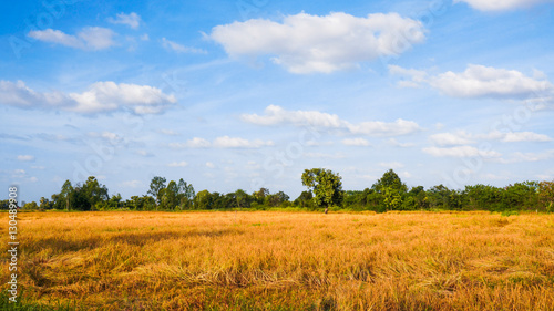 Golden Ricefield in Winter