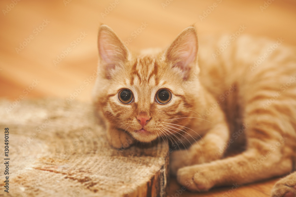a ginger kitten with whiskers only on one side lying on a piece of wood. close up, selective focus