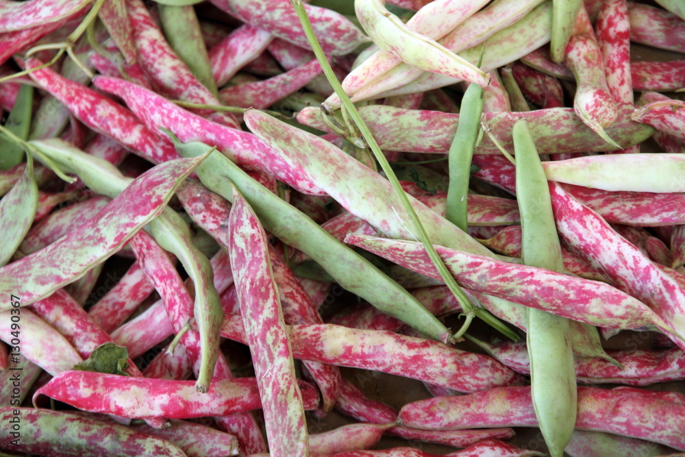 rose winged beans Spain