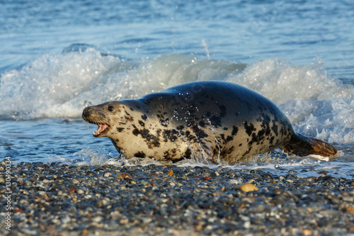 very cute seal on the beach on dune island near helgoland, wild ocean, marine wildlife, germany, helgoland and dune, a lot of seals, new life comes photo