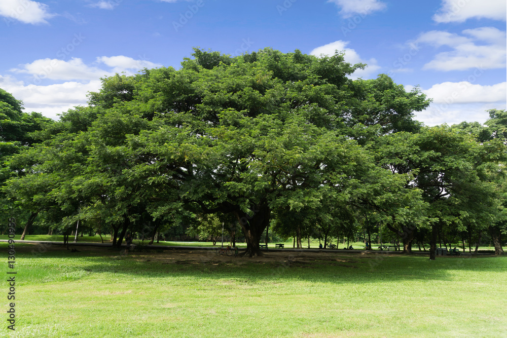 Green park at Vachirabenjatas Park (Rot Fai Park) Bangkok, Thailand Green park at Vachirabenjatas Park (Rot Fai Park) Bangkok, Thailand