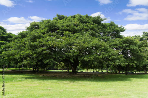 Green park at Vachirabenjatas Park (Rot Fai Park) Bangkok, Thailand